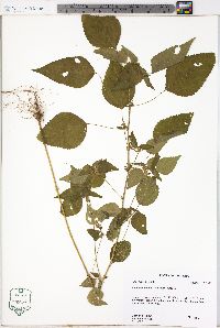 Acalypha deamii image