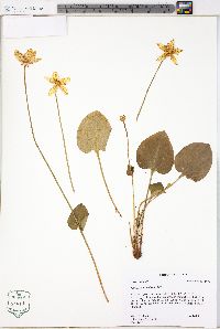 Parnassia grandifolia image