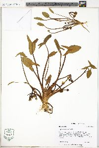 Sagittaria montevidensis subsp. calycina image