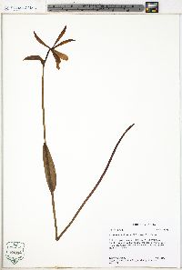 Cleistesiopsis divaricata image