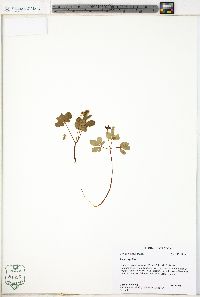 Panax trifolius image