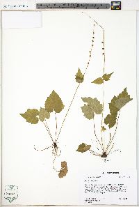 Mitella diphylla image
