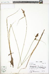 Carex buxbaumii image
