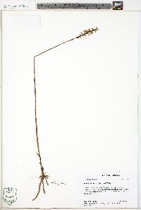 Spiranthes praecox image