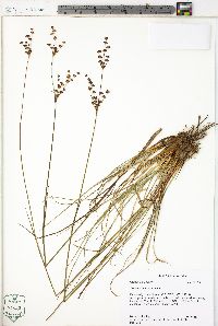 Juncus elliottii image