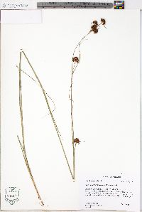 Rhynchospora fascicularis image