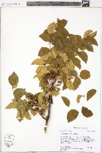 Zanthoxylum clava-herculis image