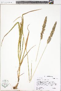 Calamagrostis coarctata image