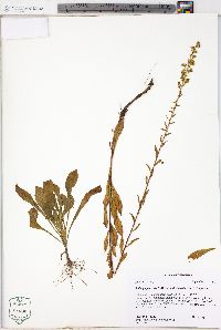 Solidago puberula var. pulverulenta image