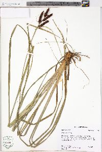 Carex joorii image