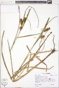 Carex lupuliformis image