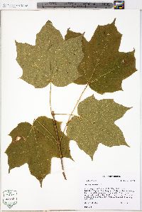 Acer nigrum image