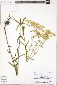 Eupatorium leucolepis image