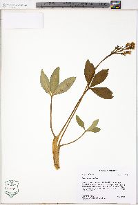 Menyanthes trifoliata image