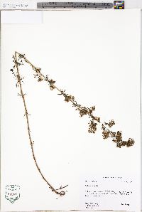 Galium verum image