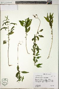 Parietaria pensylvanica image