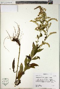 Solidago ulmifolia var. ulmifolia image