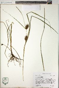 Carex louisianica image