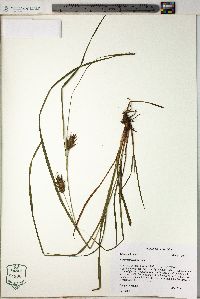 Carex louisianica image