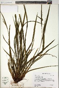 Carex manhartii image