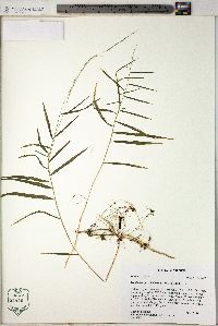 Muhlenbergia sobolifera image