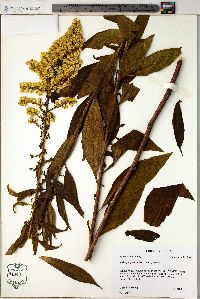 Solidago speciosa image