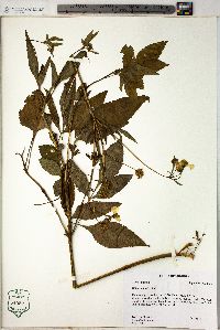 Bidens alba image