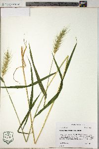 Elymus macgregorii image