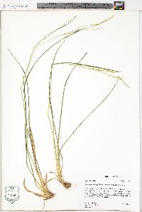 Coleataenia longifolia image