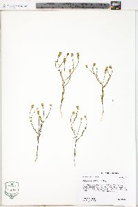 Polygala nuttallii image