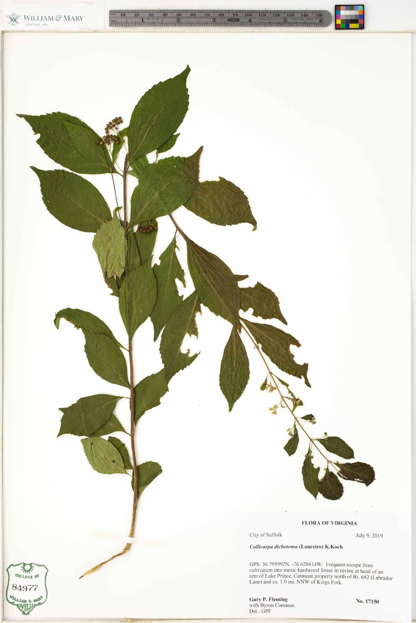 Callicarpa dichotoma image