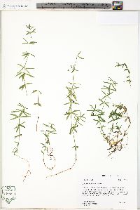 Galium uniflorum image