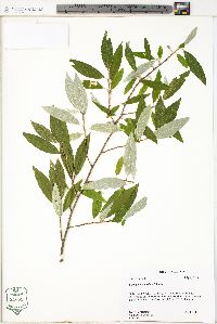 Elaeagnus umbellata image