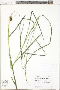 Glyceria melicaria image