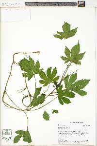 Humulus japonicus image