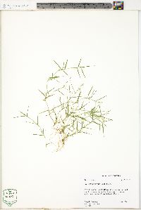 Eragrostis hypnoides image