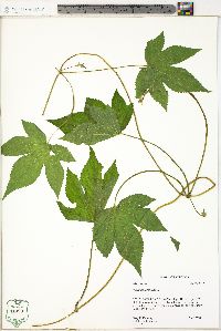 Humulus japonicus image