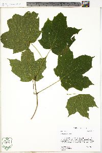 Acer nigrum image