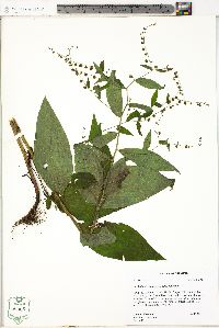 Hackelia virginiana image