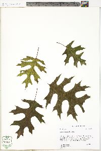 Quercus shumardii image