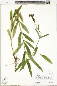 Physostegia virginiana image