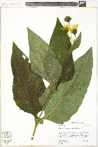 Silphium perfoliatum image