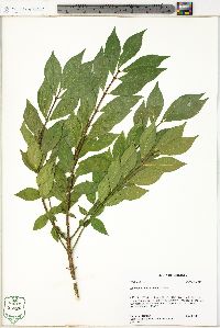 Euonymus alatus image