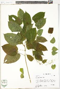 Smilax pulverulenta image