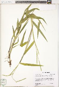 Urochloa platyphylla image