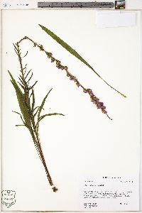 Liatris pilosa image