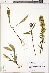 Solidago roanensis image