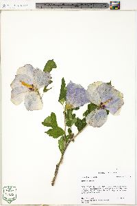 Hibiscus syriacus image