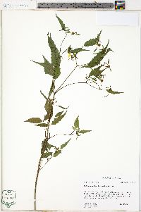 Bidens discoidea image