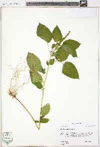 Acalypha ostryifolia image